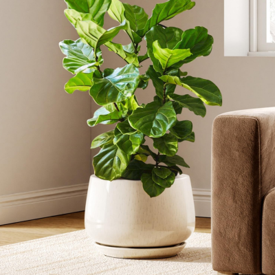 30cm Ceramic Planter — With Drainage Hole & Saucer, Extra-Thick Walls — Ideal for Indoor Plants, Living Rooms, and Entryways (Beige Glaze)